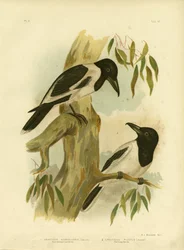 Cuervo de garganta negra, 1891